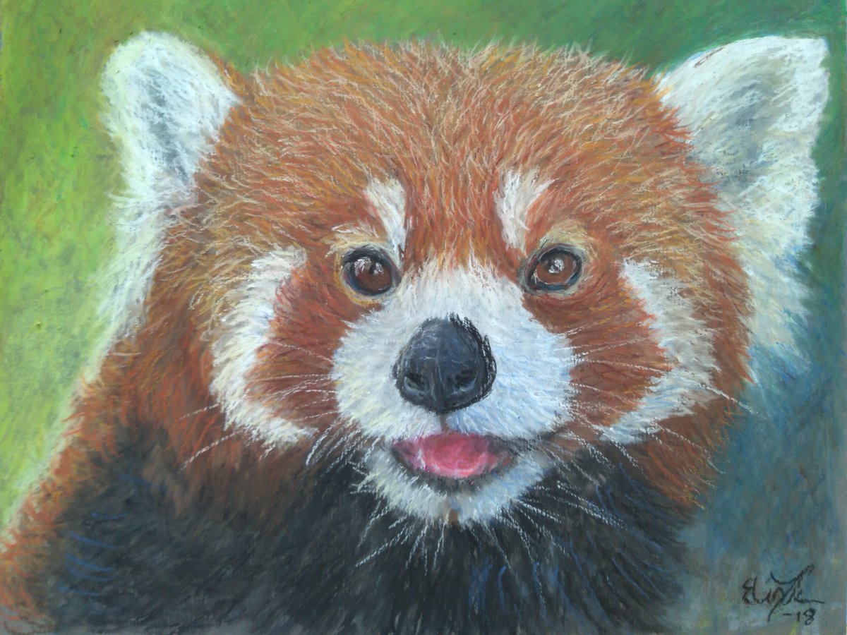 Happy International Red Panda Day! 
'Red Panda'. Sketch in oil pastels on pastel paper 30x24 cm.
#IRPD2018 #SaveTheRedPanda #InternationalRedPandaDay
#NoPandaPets #RedPandaNetwork #redpanda #redpandaday #endangered #conservation #oilpastel #sketch #art #ArtistOnTwitter #artist