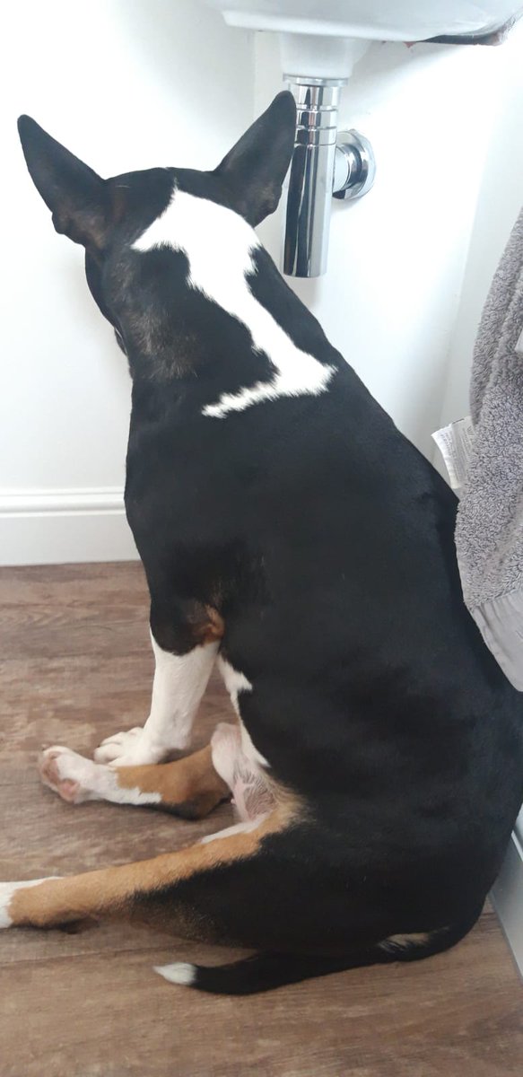 JunipersShop's tweet photo. @MichaelWhaite How do you think I would feel if a child points to my dog and goes..."look that's the scary dog from the book!" 
Sad, that's the answer. https://t.co/4hiIh23LUM