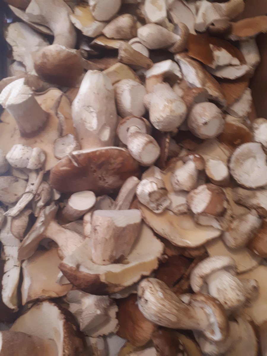 #frisch aus dem #wienerwald: #steinpilze ab sofort auf unserer #speisekarte beim #herbstgenuss als #schwammerlsauce oder #gebacken. lust auf #gutes #essen