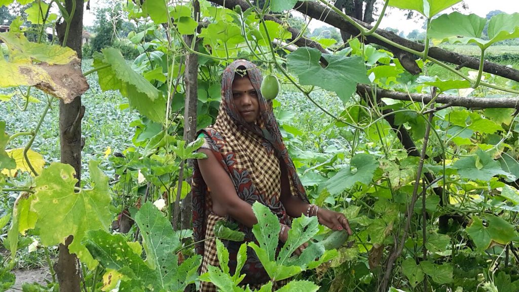 saraswathi_rao's tweet photo. Nutrition Garden, promoted by Freedom from Hunger India Trust in Rehli block, Madhya Pradesh - in partnership with TRIF and SLRM #MWCD, #MoHFW, #FFHIT https://t.co/4hAfcwEmb8