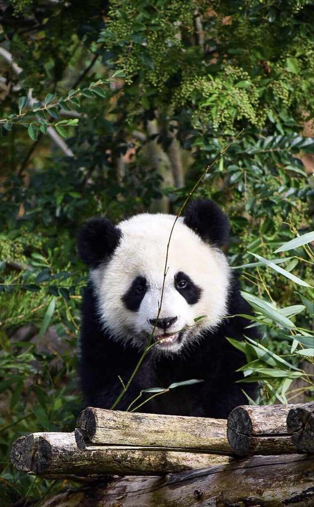 3BAHelena's tweet photo. Deux jours au @zoobeauval : bonheur absolu & émerveillement continu 😍✨ #BBpanda https://t.co/0tZ6sej14s