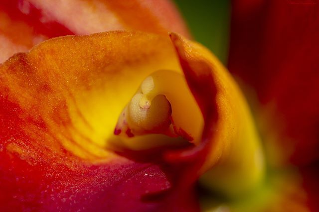 Orchid Cattleya - סחלב קטליה
🌸
.
.
.
#my_daily_flower #paradiseofpetals #Petal_Perfection #ponyfony_flowers #QuintaFlower #Rainbow_petals #raw_flowers #splendid_flowers #superb_flowers #top_favourite_flowers #topfleur #tv_flowers #ZonePhotographer ift.tt/2xhx2SV