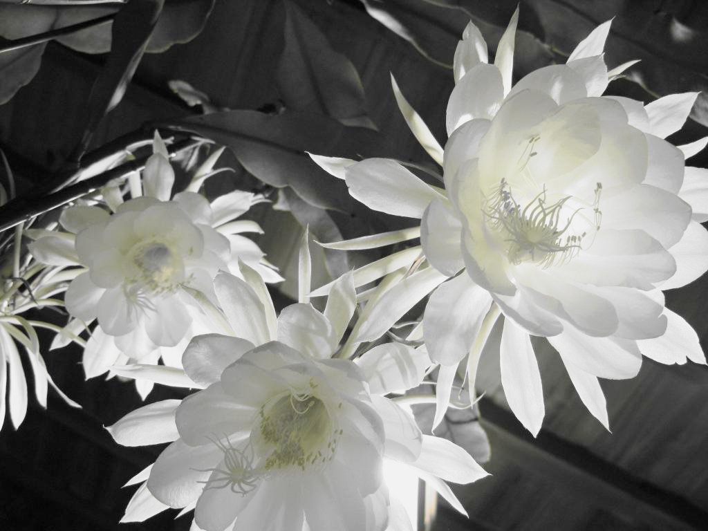世界に咲く花 En Twitter 月下美人 強い香りが特徴の花 月下美人は夕方から咲き始めて朝にはしぼんでしまう儚さを感じる花です 花言葉は 儚い恋 や 秘めた情熱