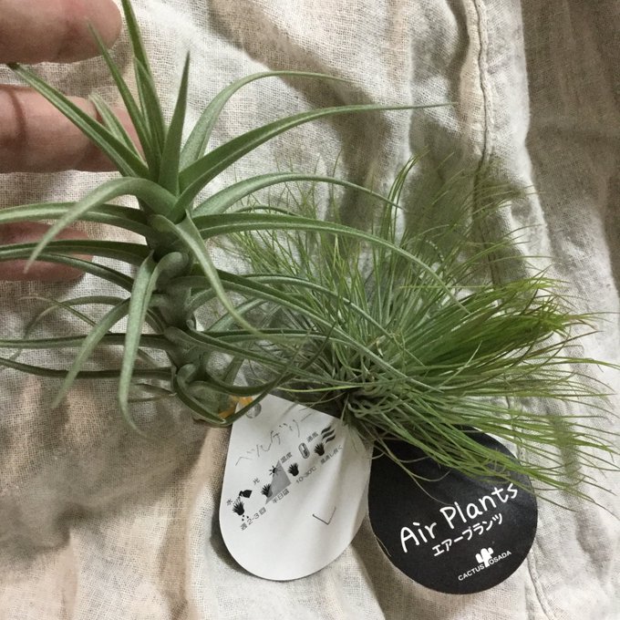 ベルゲリのtwitterイラスト検索結果