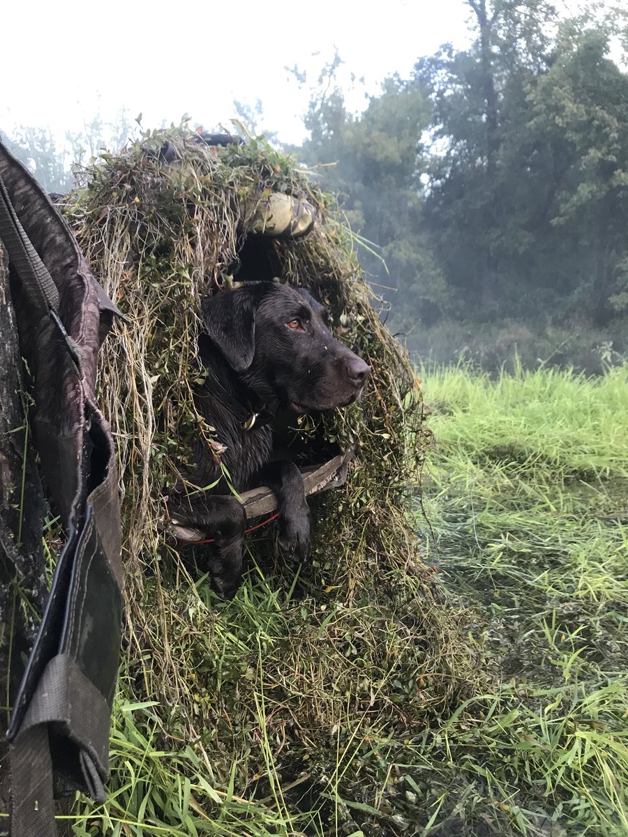 DACanler's tweet photo. Gimme two QUACK QUACKS AND A RICK FLARE!!! #7ManLimit https://t.co/XXj06Y1MP0