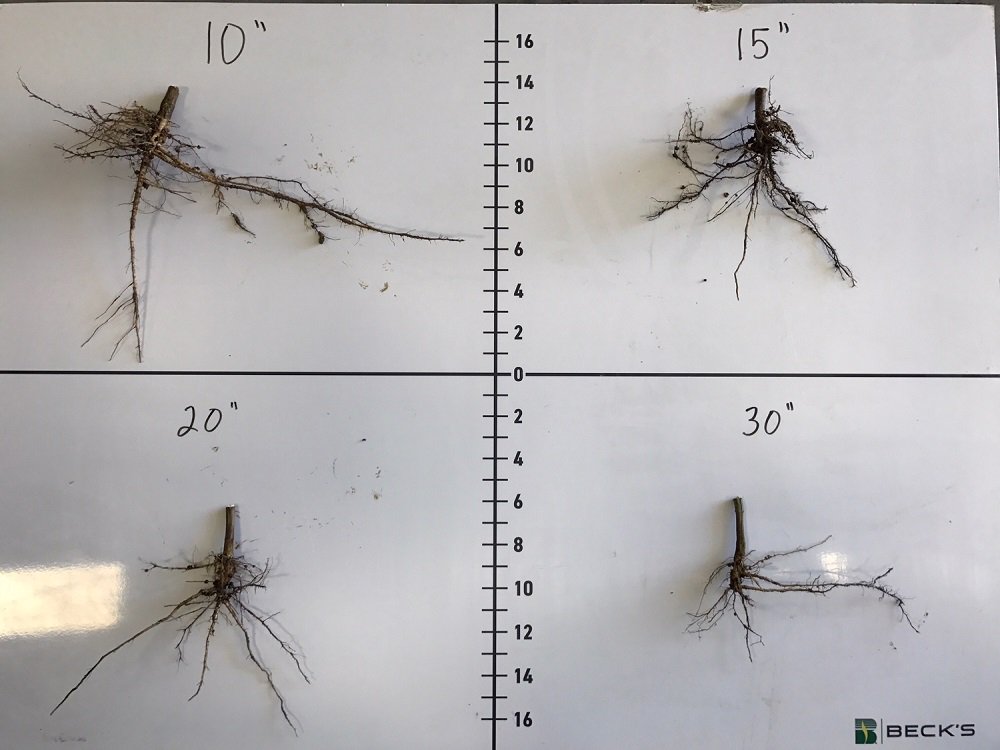 BecksHybrids's tweet photo. Check these late-season root digs from the Row Width & Population study at #BecksPFR in Indiana. These were pulled from all four row widths, planted at 125,000 plants/ acre. Those 10's look pretty darn good though. ๐
#rowwidth #plantingpopulation #askpfr #agronomy https://t.co/egMqIohDEy