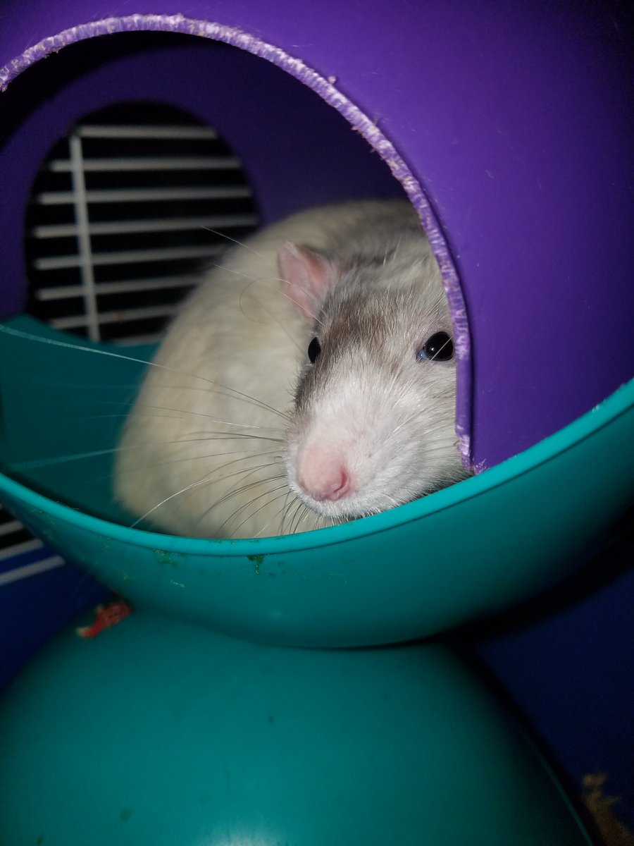 MortyRat's tweet photo. I'm very shy! - Morty #rats #cute #adorable #loving #cuddly #baby #babies #rodents #animals #babyanimals #pets #petsagram #animallovers #showcasingpets #petsofinstagram #petrats #nature #nature #ratlovers #iloverats #ratcrazy https://t.co/uhlZlcToGH