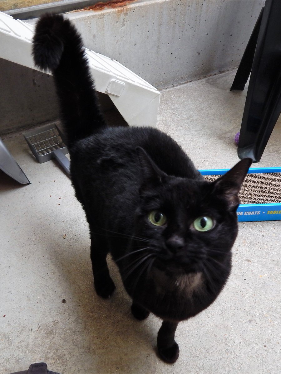 stubbington ark cats for adoption