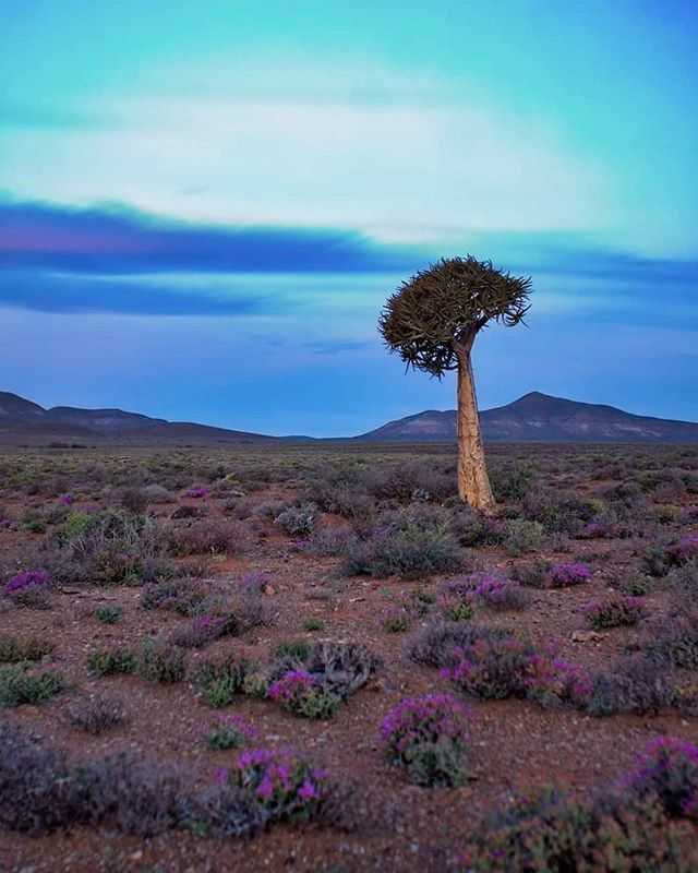 Dwell in stillness. 💙💜💙
Photo : @xmaryv .
.
.
.
#gottalovesa #northerncape #quivertree #southafrica  #leagueoflenses #loaded_lenses #agameoftones #visualambassadors  #artofvisuals #moodygrams #mg5k #fatalframes #igtones #ig_mood #yngkillers #travelst… ift.tt/2NQcH1c