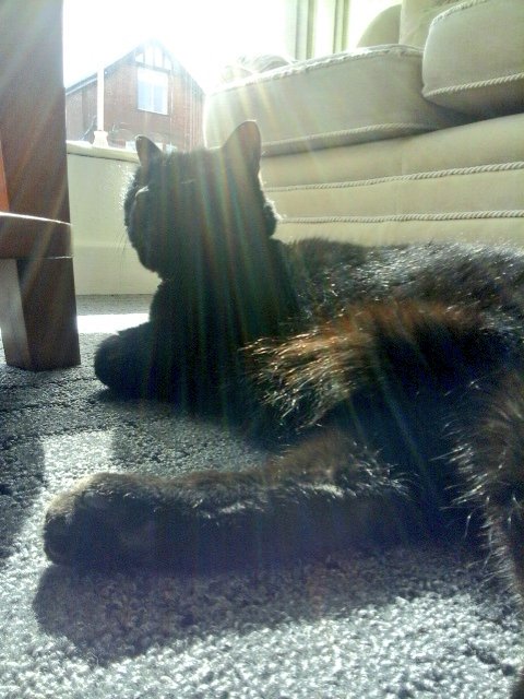 lyttlenesh's tweet photo. Peace and quiet furr five minutes in a bootiful sun puddle π» #blackpoolcatchat https://t.co/zQNk5Jcfug