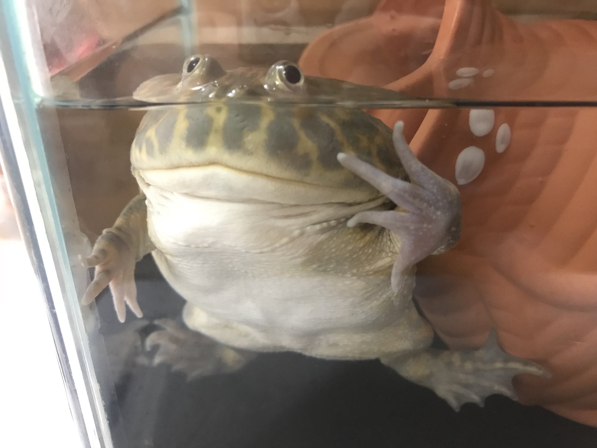 ばじまる 皆さんのハートに ずっきゅん バジェットガエル マルメタピオカガエル T Co 4alrtho8jj Twitter ばじまる 皆さんのハートに ずっきゅん バジェットガエル マルメタピオカガエル T Co 4alrtho8jj Twitter