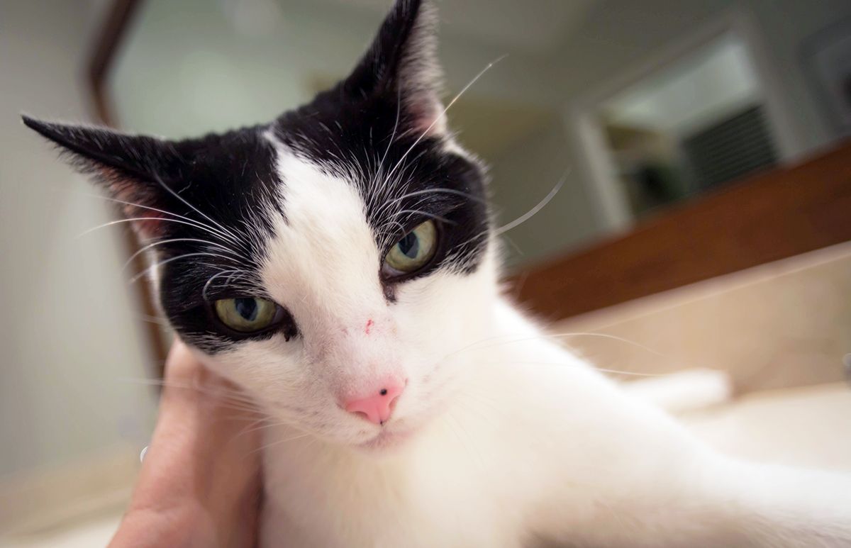 look, i got SCUFFED UP! do you think the girls will think my scratch looks MANLY? i cannot tell a lie, i started the fight... 

#CatsofTwitter #Caturday