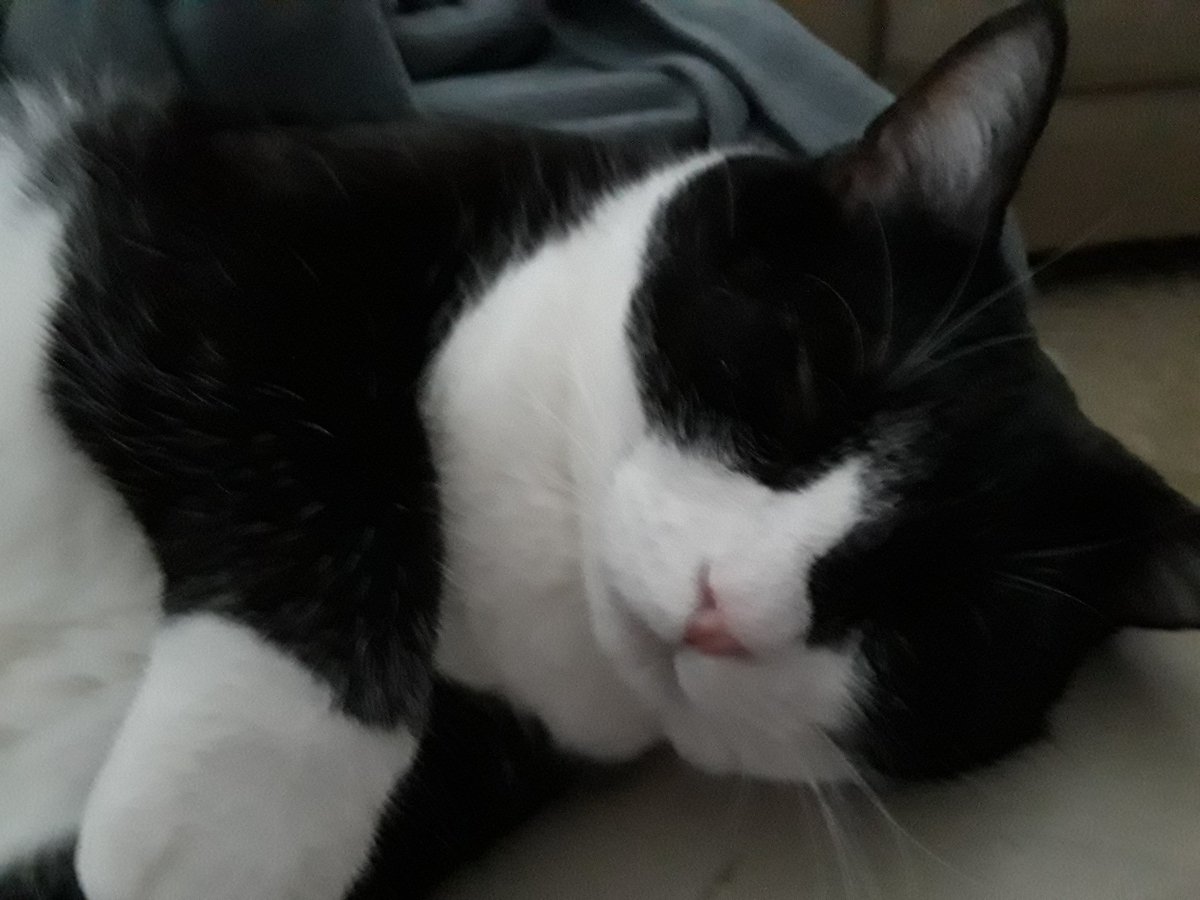NervousRichard's tweet photo. @KeighleyCatCare She's so cute. Unfortunately I already have Morningstar. Morningstar would love to have a friend. Maybe she can find one at #kittycon in Tampa on October 27th. https://t.co/PeA82F7A4u