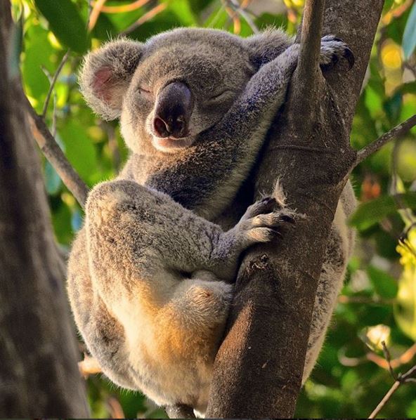 We are dedicated to #rewildingtheworld as part of our world #BioBridges mission. In Australia, we are working with the @Koala_Crusaders to restore 30 hectares of cleared land to help the threatened koala populations!🌱 #FightfortheWild ms.spr.ly/6012rAilq