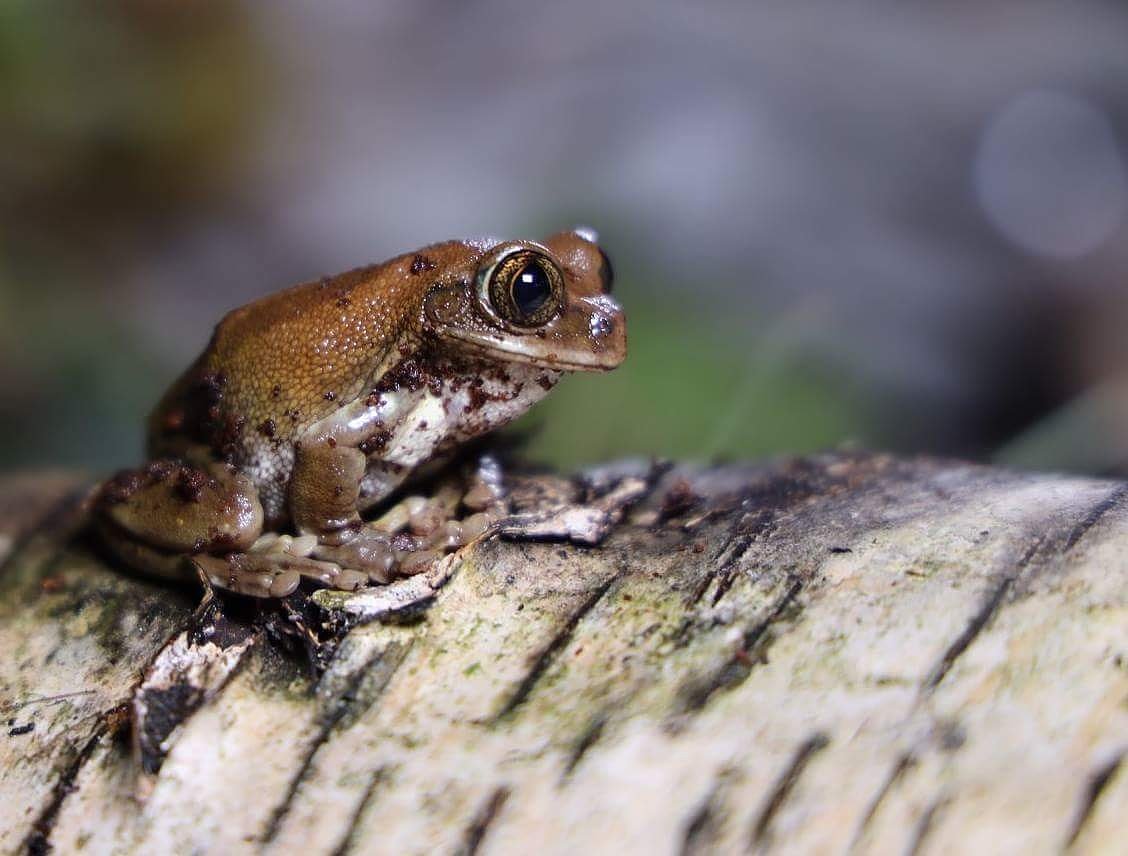 WildlifedreamsP's tweet photo. Great depth of field with #Canon new R lens 50mm f/1.2L on the new full frame #mirrorless #EOS #RF #BetheRevolution
#photography #learnconserve
Saving wildlife through Photography
#Autofocusing #lowlight @CanonUKandIE @Team4NatureEast @NatureUK @OutdoorPhotoMag @ChrisGPackham https://t.co/I9I7NfHS56
