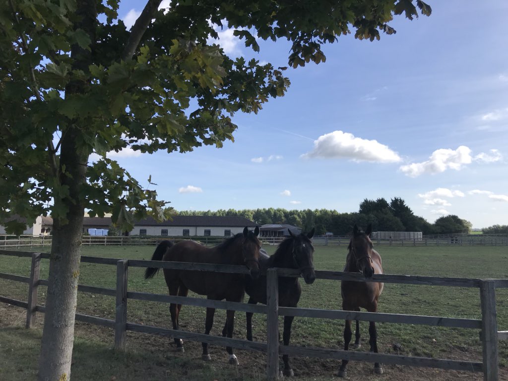 BethMcCabe's tweet photo. Yearling colts enjoying the sunshine this morning @newmarket_pt https://t.co/2rE7qj1AI4