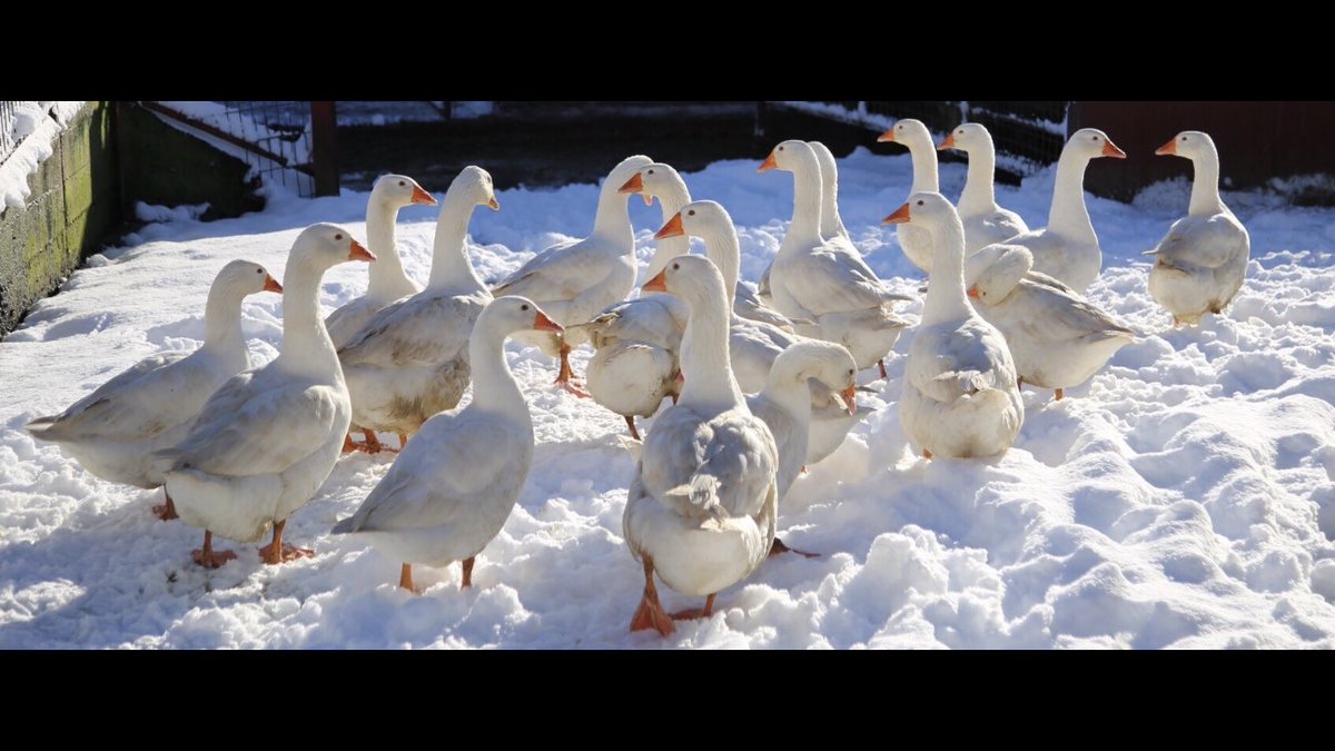 35 geese being fattened up this year towards Christmas. They will all be prepared table ready, dm me if interested in a tasty Christmas dinner 🍴 #CountdowntoChristmas