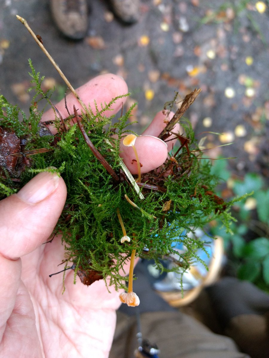 ukfungusday's tweet photo. #mosscap https://t.co/sQPRy5ptQN