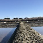 Photo by Ile de Ré (@iledere_17)
