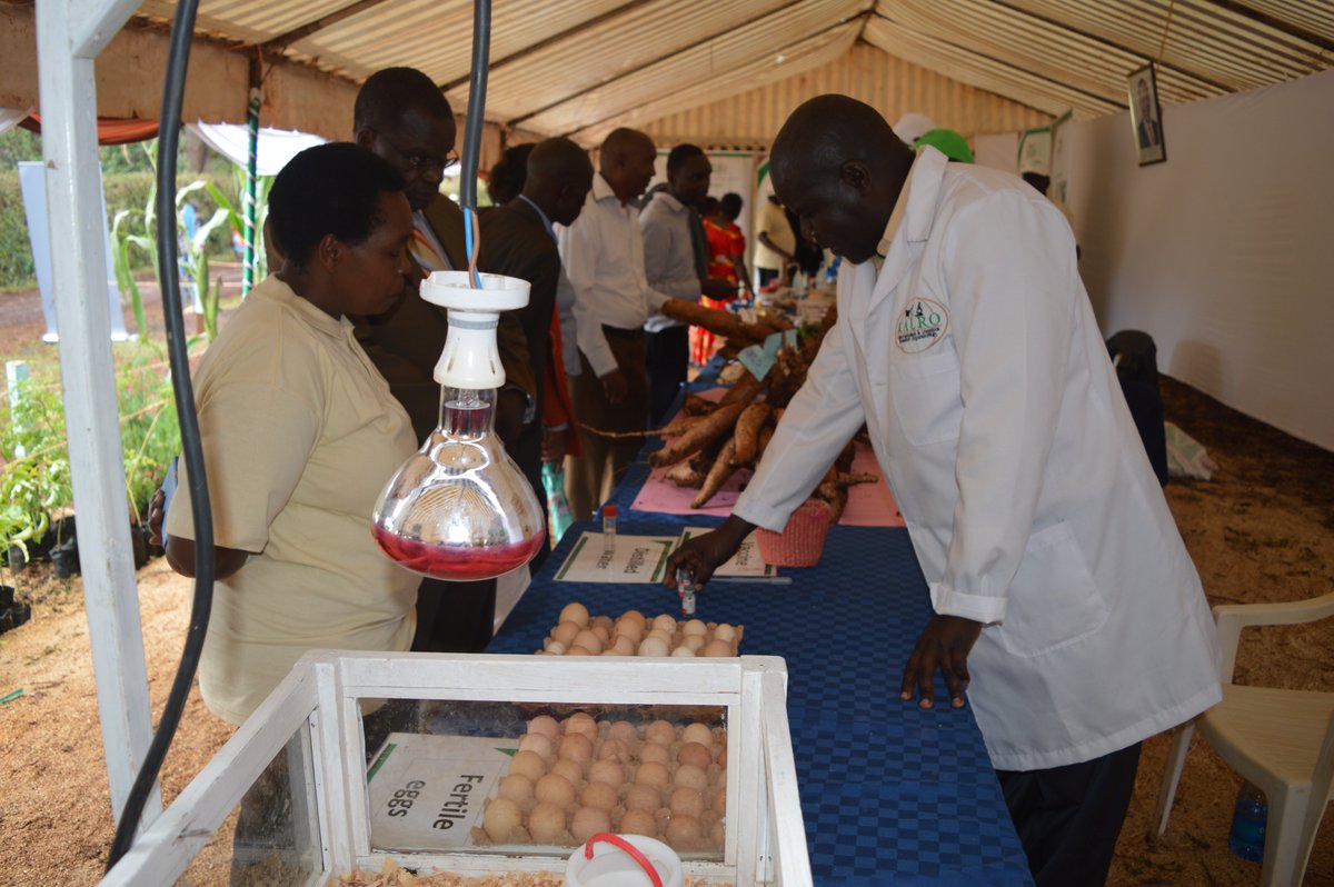 Indigenous Chicken Management Training will be held from 25th to  28th  September 2018 at KALRO-Naivasha. mail kalropoultry@gmail.com or call  0708620095 for more details.