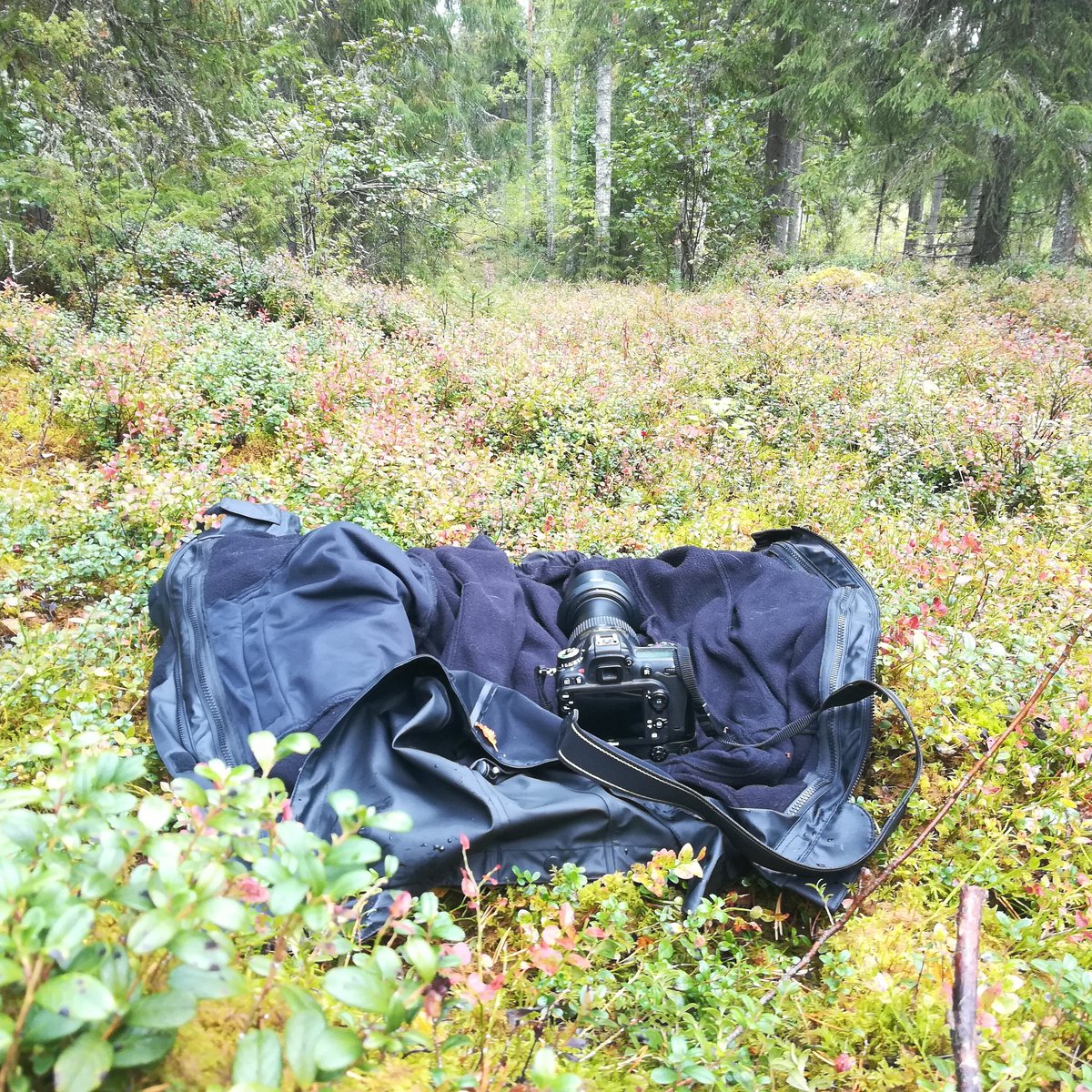 JariJunno's tweet photo. #juoksesinä#minäsyönmustikoita polkujuoksuja kuvaamassa #ylivieskatrailrun https://t.co/5BvsStIMlh