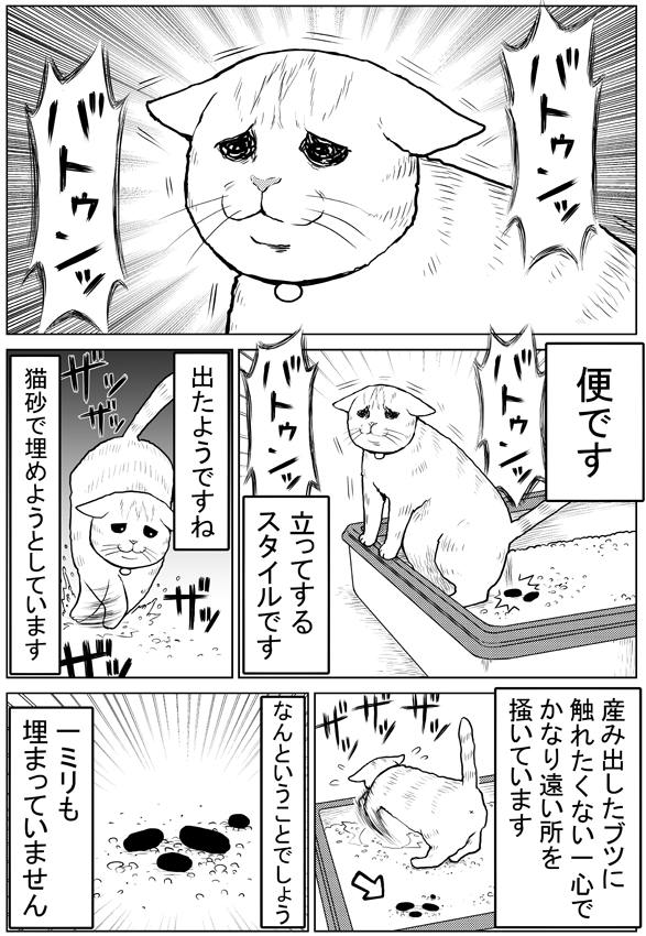 そむの便　#タレ目猫そむ　#タレ目猫そむが可愛すぎるんじゃ 