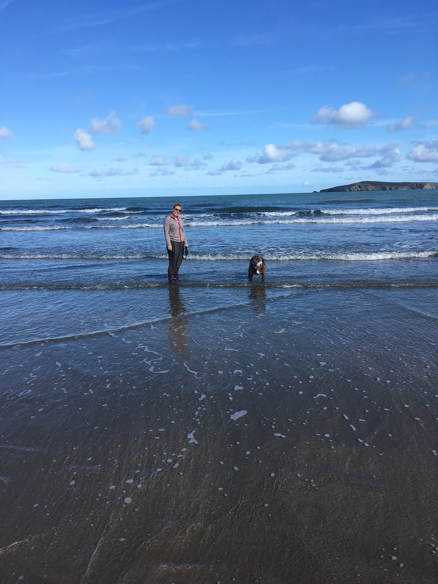 wilsonclaire75's tweet photo. After a week in #Wales Cody is going to miss his daily paddle on #poppitbeach and his organic biscuit from #poppitcafe, a really dog friendly place #StaffieSaturday #stdogmaels @StaffiesRescue https://t.co/415Q6pDnhL