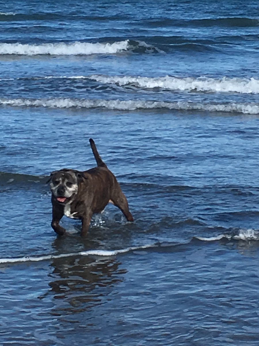 wilsonclaire75's tweet photo. After a week in #Wales Cody is going to miss his daily paddle on #poppitbeach and his organic biscuit from #poppitcafe, a really dog friendly place #StaffieSaturday #stdogmaels @StaffiesRescue https://t.co/415Q6pDnhL
