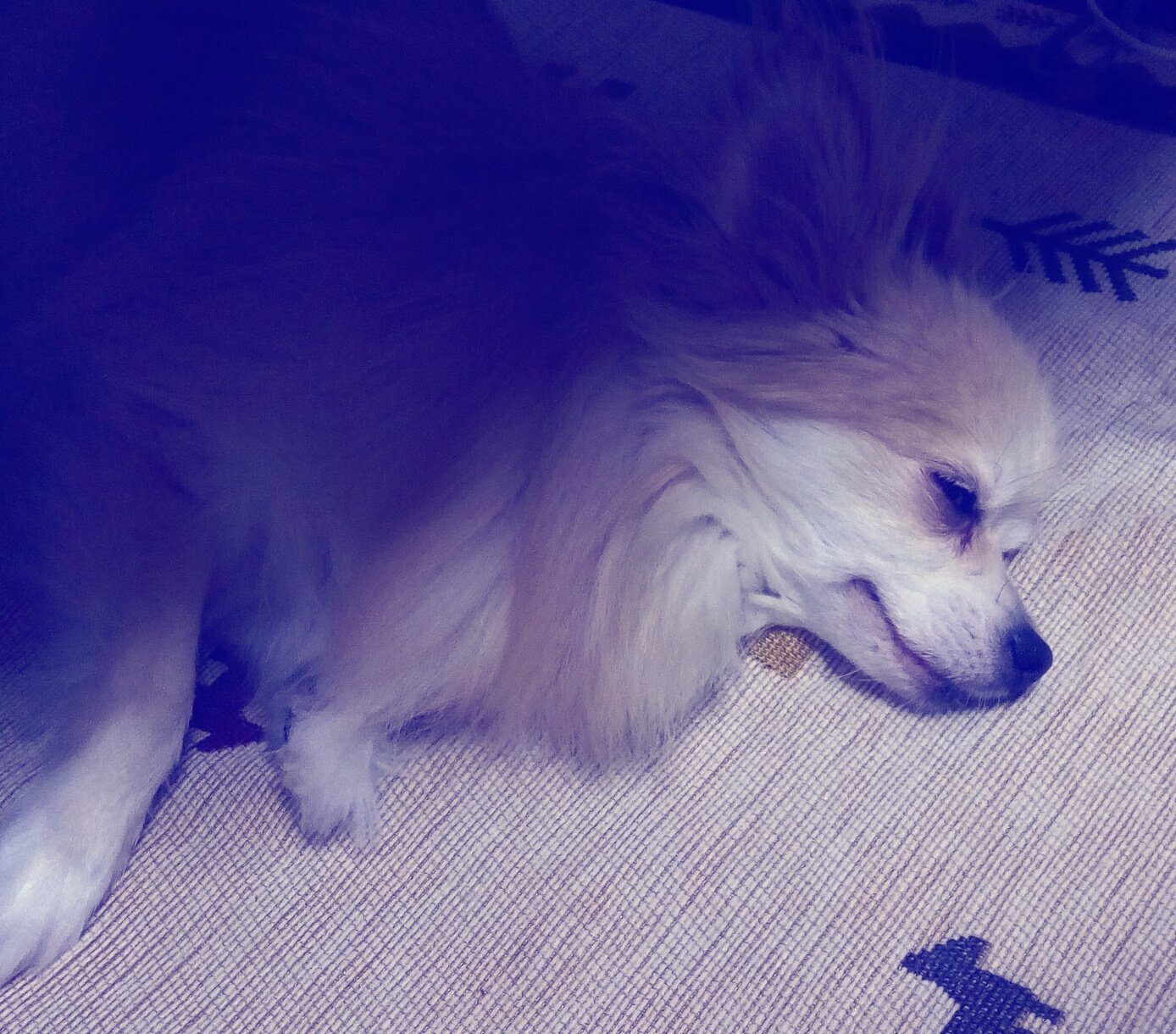 平井るな 溺甘 9 15発売 世界で1番自分ちの犬の匂いが好きでして 肉球の匂いも臭い口の匂いもちょっと臭い体臭も大好きで 匂い袋欲しいレベルなんですけど誰にもわかってもらえない T Co Ey3oqqxbz7 Twitter