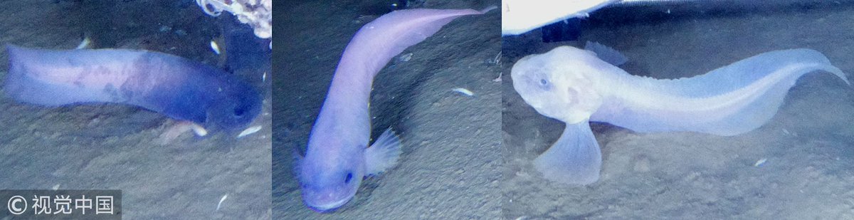 Three "hardcore" fish species discovered on #Pacific floor goo.gl/sYrDaw