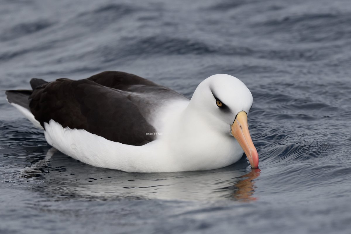 Ryo Campbell Albatross キャンベルアホウドリ ひと目見てその魅力にハマりました 個人的世界一 かっこいいアホウドリ