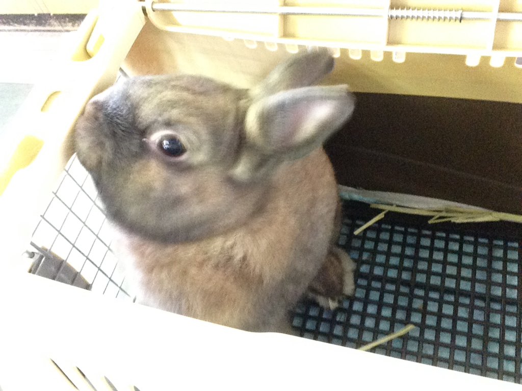 east_seibutu's tweet photo. 松東生物部でも着々と今月22日の140周年記念文化祭に向けて準備が進んでいます！
御来校の際には是非特別教棟3階生物実験室にお越しください！
今年はウサギくんも待ってますよ！名前募集する予定です！ https://t.co/6toA19PEXe