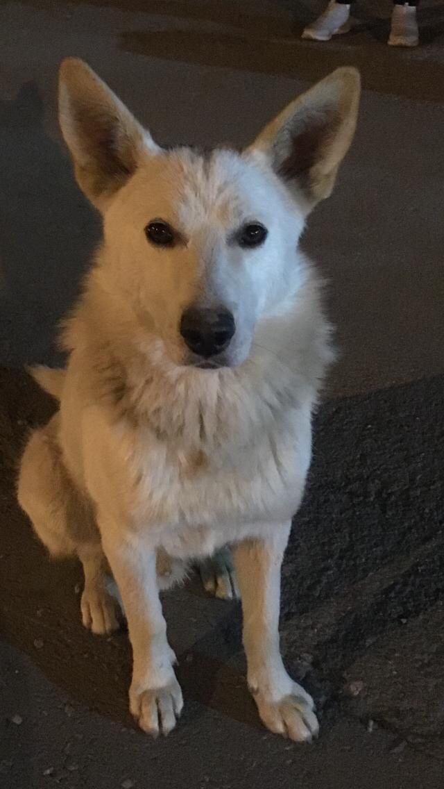 belokur's tweet image. Чат! 
Вы с добрыми руками и сердцем?
Нужен пёсель? Возьми пёселя!
Не нужен пёсель? Ретвитни пёселя!
Новосибирск. 
Спасибо за внимание)