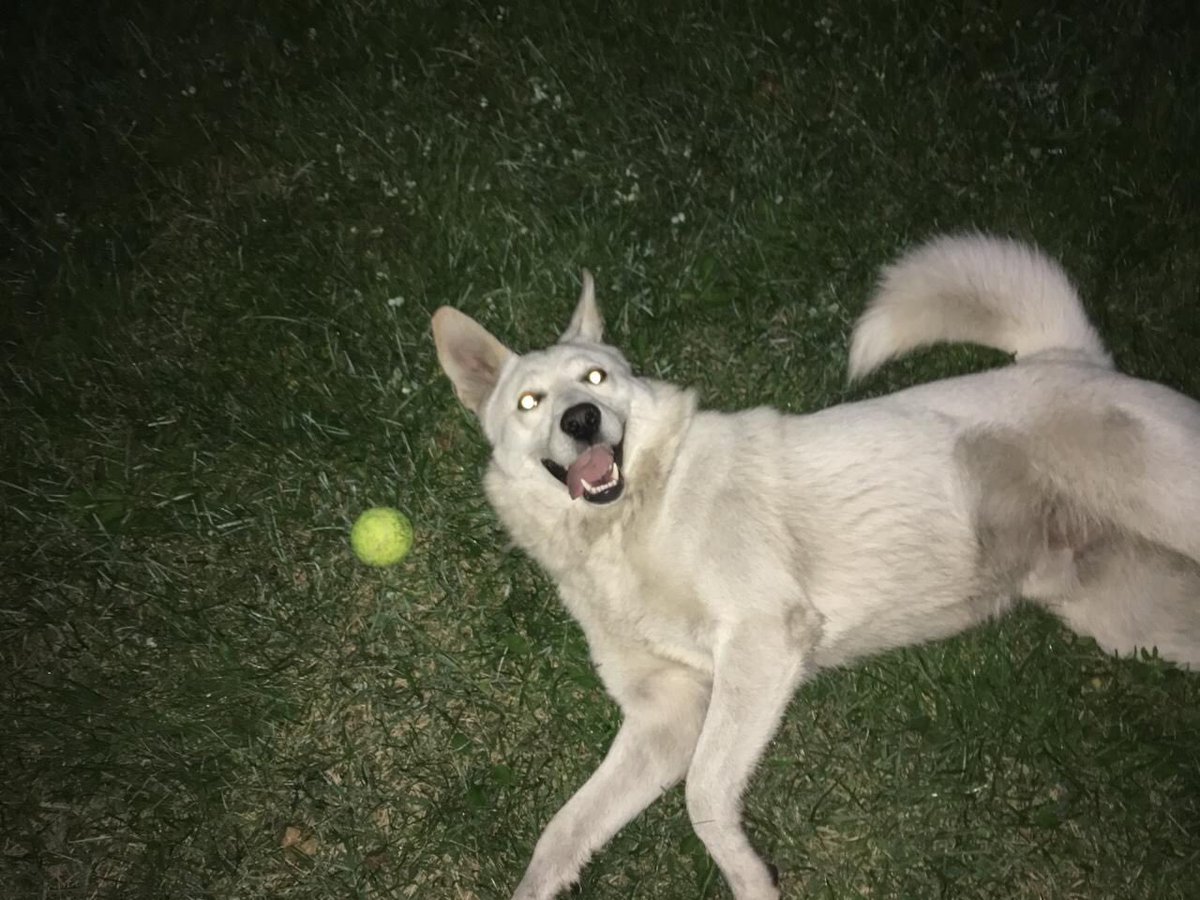 belokur's tweet image. Чат! 
Вы с добрыми руками и сердцем?
Нужен пёсель? Возьми пёселя!
Не нужен пёсель? Ретвитни пёселя!
Новосибирск. 
Спасибо за внимание)