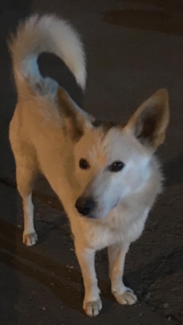 belokur's tweet image. Чат! 
Вы с добрыми руками и сердцем?
Нужен пёсель? Возьми пёселя!
Не нужен пёсель? Ретвитни пёселя!
Новосибирск. 
Спасибо за внимание)