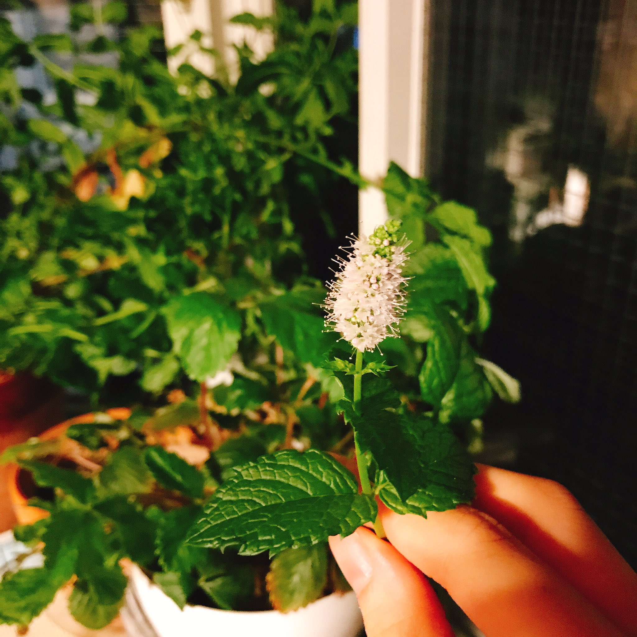تويتر 七ノ日 たべあな連載中 على تويتر 合法ハーブ Min Tの花が咲いた コイツをキメたおはぎは口臭が玉木宏になるヤベェ葉っぱさ ていうか花こんなんやったんか 思てたんと違う もっとシソみたいな花かと T Co 4m0z3nvyqy