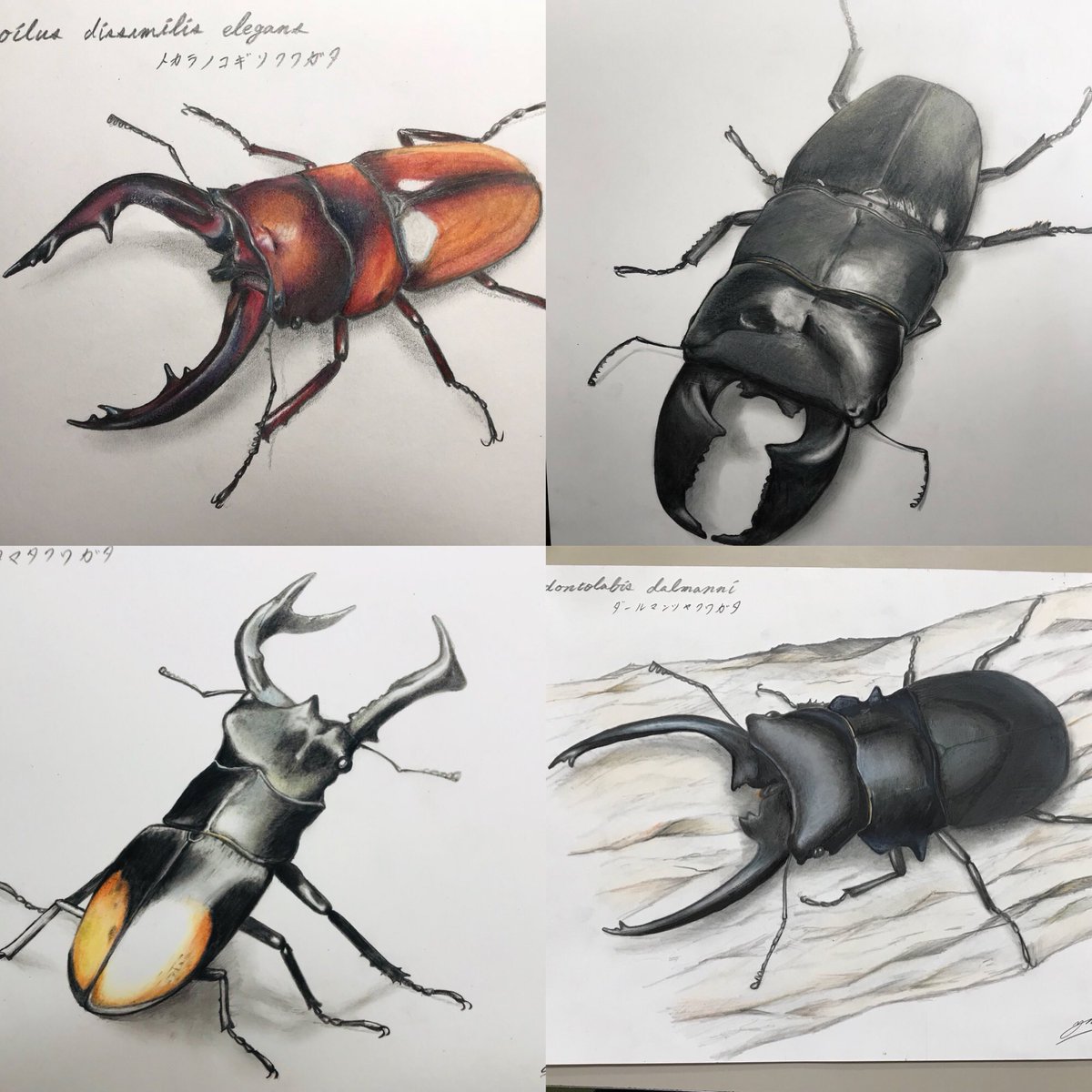 油絵クワガタムシ 最近クワガタ、カブトの絵をいっぱい描いてる！ 少しは上達してきた