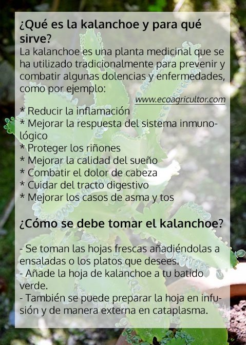 Eco Agricultor On Twitter Kalanchoe Planta Medicinal Para