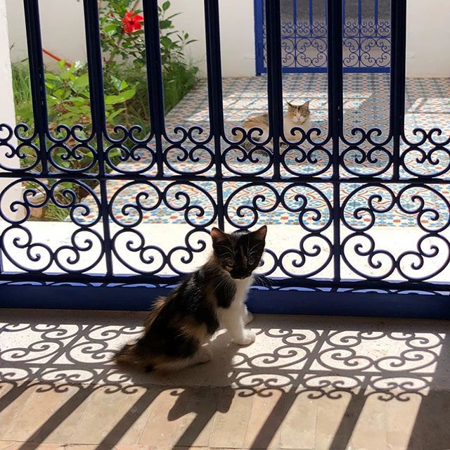 MsElenius's tweet photo. Good morning Essaouira! .
.
.
#essaouira #kitten #kittens #cat #catsagram #wroughtiron #entrance #tiles #morocco https://t.co/pMTfNJwRIM https://t.co/oBAAhpdEAI