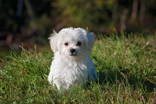 BellevueRoadSW's tweet photo. Don’t forget to register you fabulous pooch for the Dog Show tomorrow (registration on the Common from 11am).  Categories include: Waggiest Tail, Cutest Puppy, Bellevue's Got Talent (Best Party Trick), Best in Show. Registration fees go to support Wimbledon Greyhound Welfare https://t.co/4SBn7QI4VJ