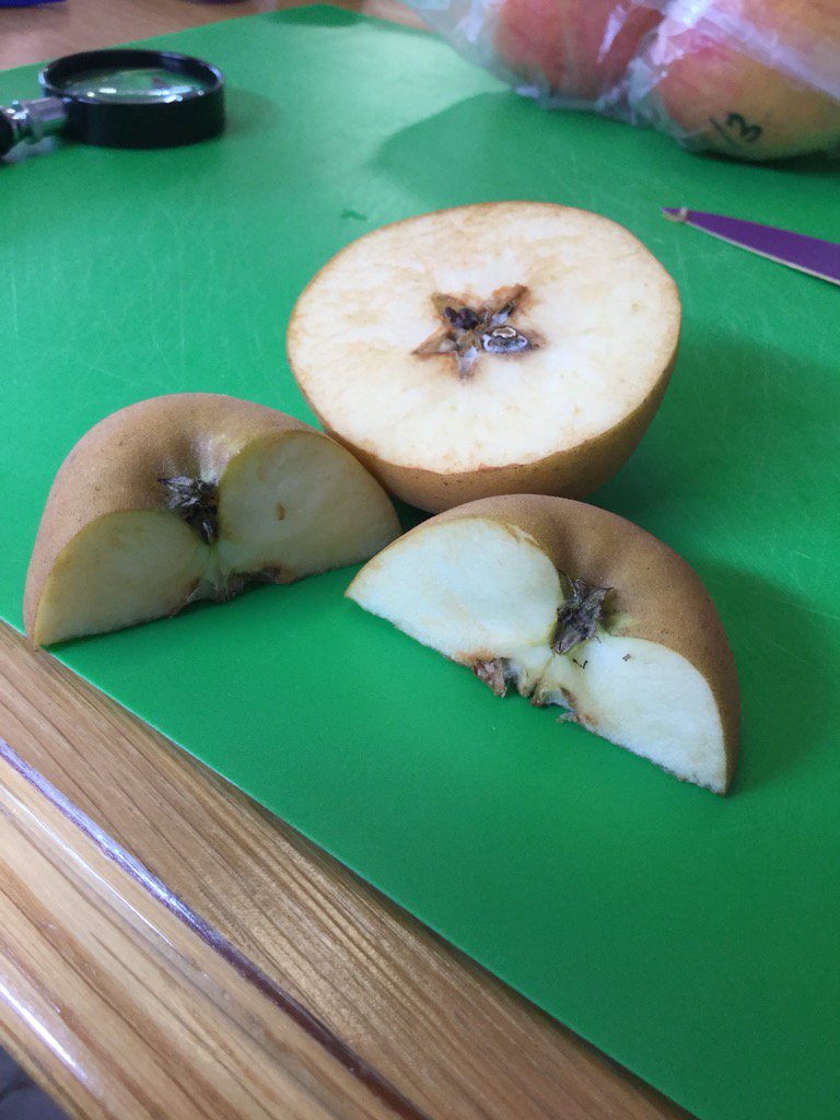 HelpBritBloss's tweet image. Training  9 more orchard leaders in how to identify apples with expert trainer Clifford Cain from @Fruitscape today.