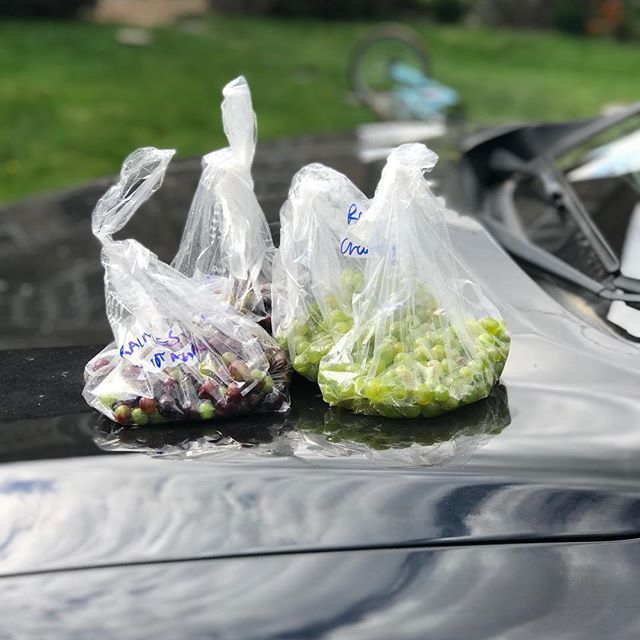 RaimesSparkling's tweet photo. Grape samples for the lab which will track the drop in acidity levels and rise in sugars as ripening progresses.
#wine #englishfizz #raimes #ripening #countdowntoharvest https://t.co/tMylV3ZXfS https://t.co/jZOmmEMyiG
