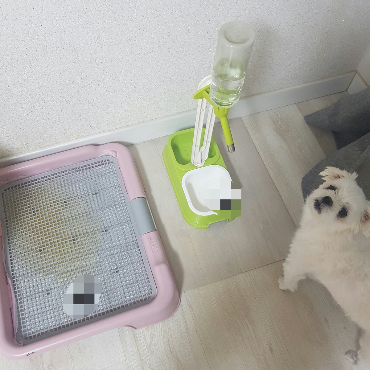 집왔더니 강아지가 밥그릇에 똥싸놓고 이렇게 쳐다보는데 혼내야됨?