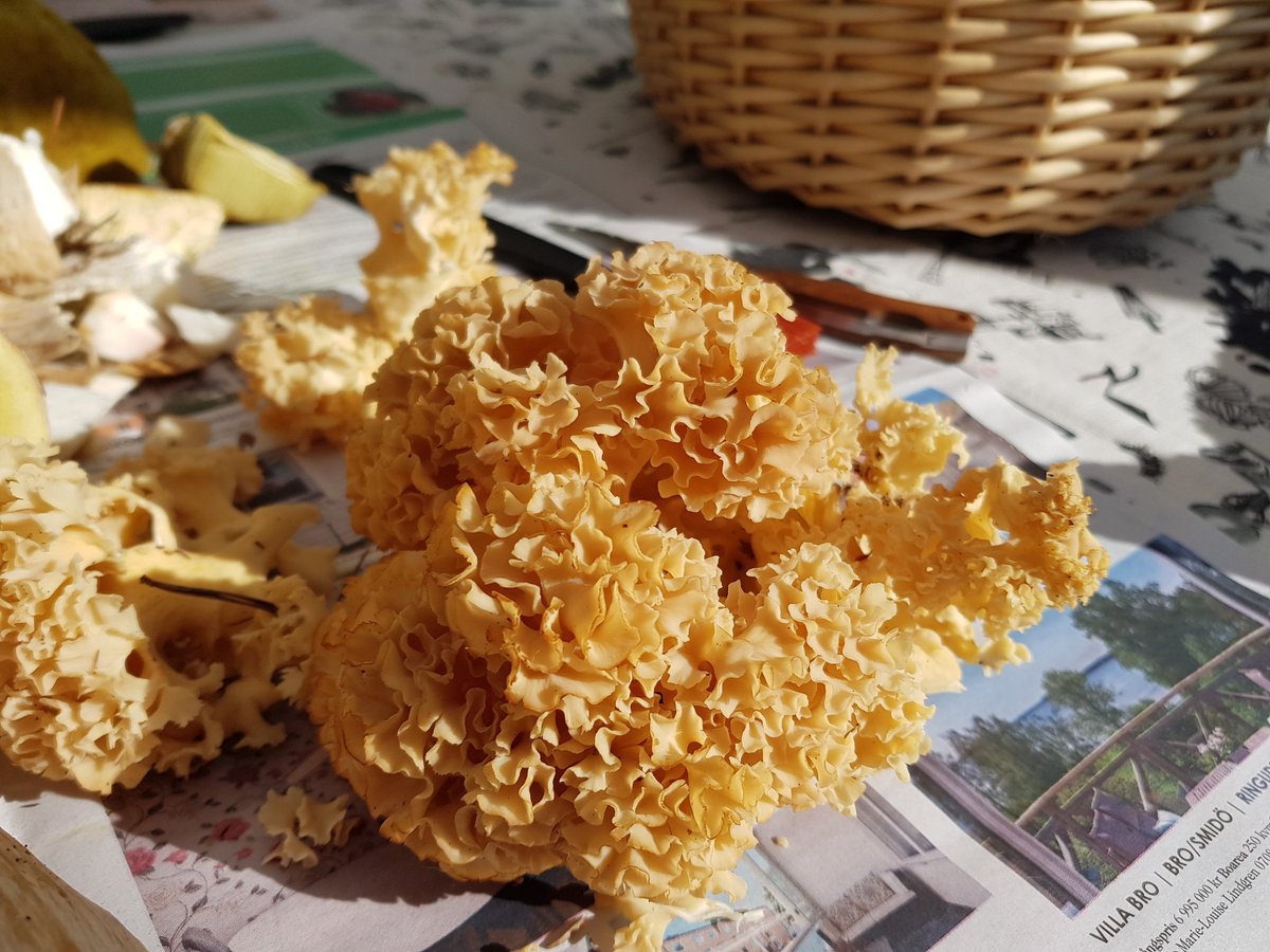 kantarellkillen's tweet photo. Äntligen! Finns ytterst sparsamt i mina skogar. Har väntat i flera år! 😘😘 https://t.co/pprxmnF0Fn