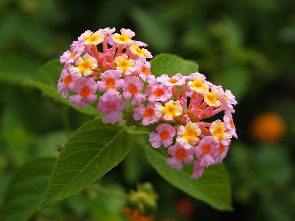 世界の花図鑑 ランタナ 七変化 と呼ばれていて花の色が変化する神秘的な花 赤 オレンジ 黄色 ピンク 白など色鮮やかな色が存在します 花言葉は 確かな計画 T Co Vvulzcunpx Twitter 世界の花図鑑 ランタナ 七変化 と呼ばれていて花の色が変化する神秘的な花 赤 オレンジ 黄色 ピンク 白など色鮮やかな色が存在します 花言葉は 確かな計画 T Co Vvulzcunpx Twitter