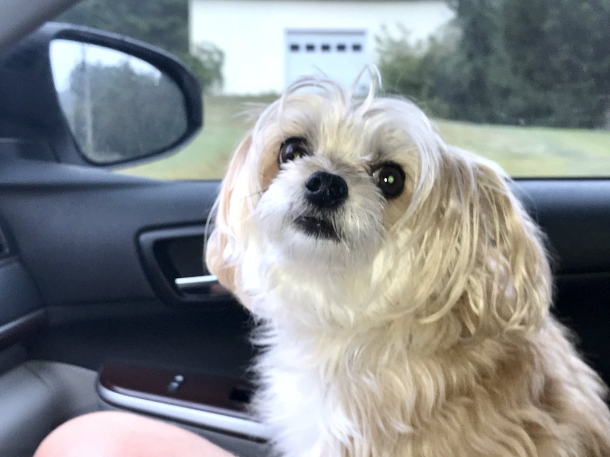 TigerRose420's tweet photo. Good morning!
#roxybleurose 
🐶❤️ https://t.co/p0up2F6k7a