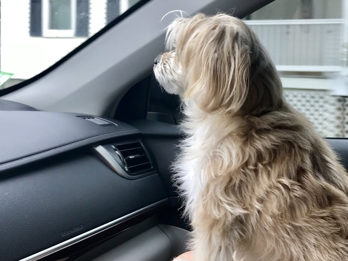 TigerRose420's tweet photo. Good morning!
#roxybleurose 
🐶❤️ https://t.co/p0up2F6k7a