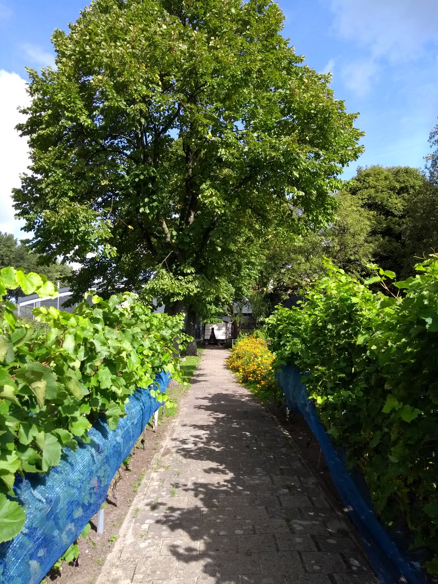 El viñedo urbano de Den Haag, un interesante espacio de convivencia, cultura y contacto con la naturaleza. Por una cuota anual los miembros participan del cuidado de las vides y a cambio obtienen botellas de #vino resultado de la propia cosecha del lugar. #AgriculturaUrbana