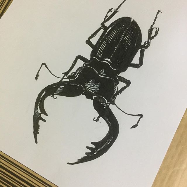 O Xrhsths Koji Takashima Sto Twitter リクエストに答え今回はクワガタ ペン画 スケッチ クワガタ クワガタの絵 クワガタ採集 クワガタ虫 イラスト イラストレーター イラストレーション 昆虫 虫 昆虫の絵 虫の絵 虫を描く 虫を描こう マッキーペン