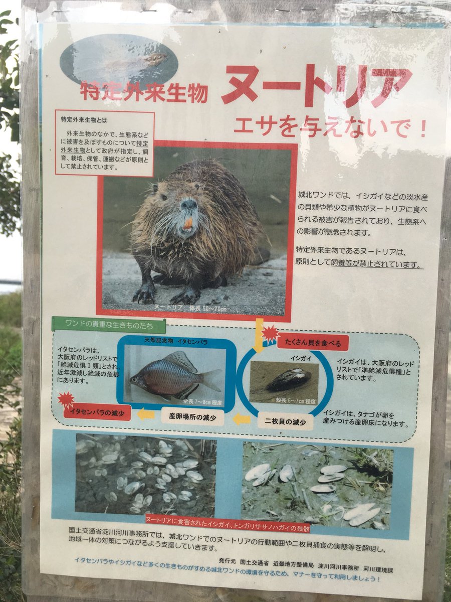 ラグビーのレフリー 次の試合会場に向けて河川敷をサイクリングしているとこんな掲示板が ヌートリア駆除大作戦 笑 サイクリング 淀川 大阪 往復60キロは疲れた 河川敷は休日の笑顔が沢山見れて癒されます T Co Lzkbjq9ekh Twitter